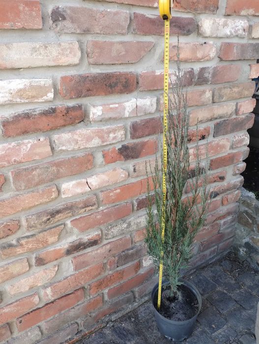 Блу Ерроу можжевельник ялівець Blue Arrow різні розміри в наявності