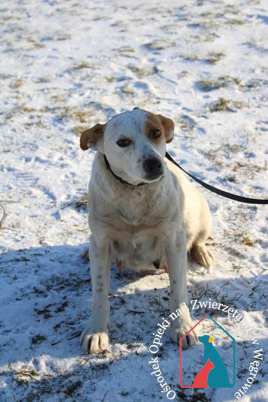 Pepa- młoda sunia szuka domu!