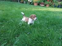 Jack Russell Terrier- pies