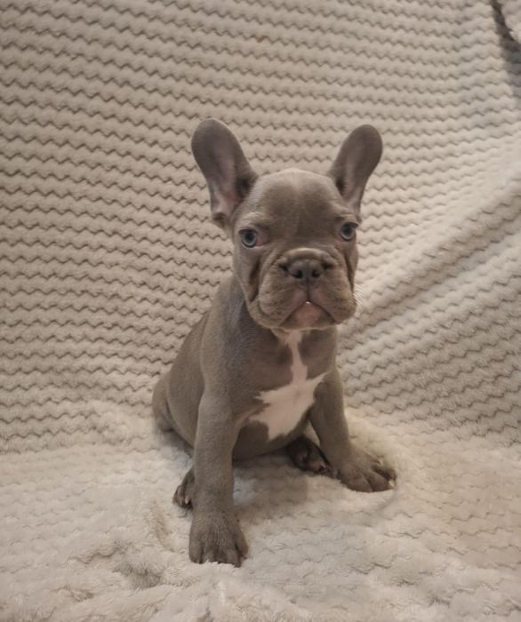 Suczka buldog francuski lilac blue, niebieska
