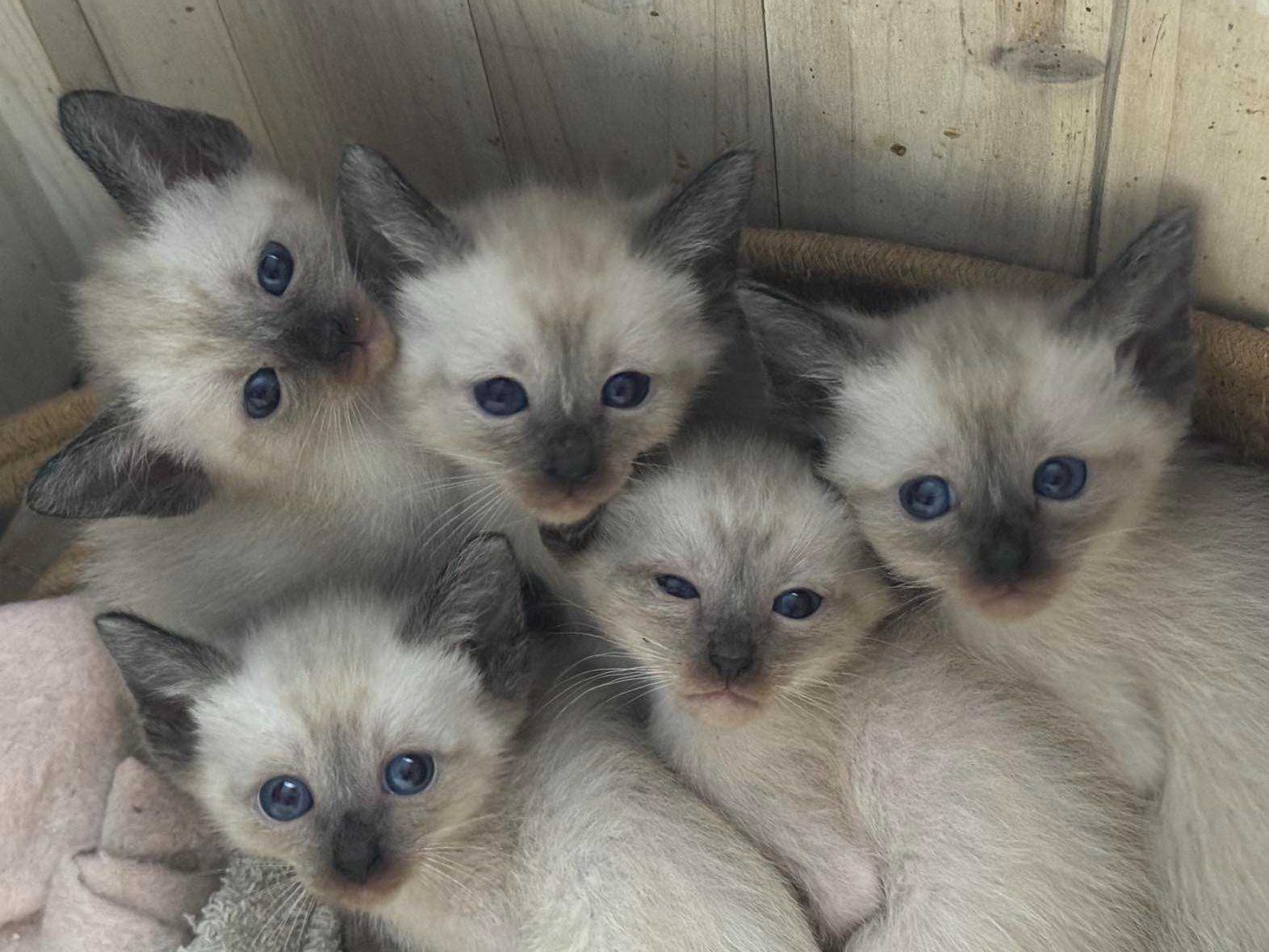 Kotka balijska doskonała dla alergika , do felinoterapii