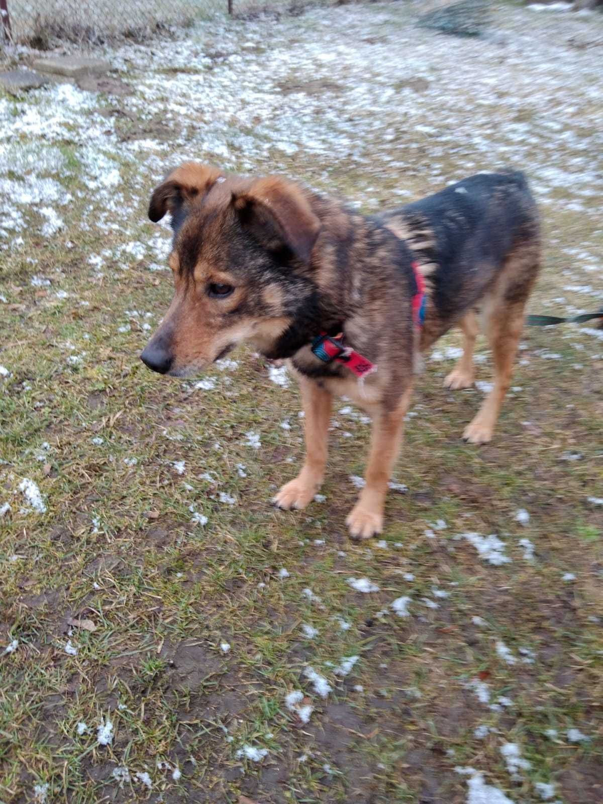 Bambi - pies uratowany z mordowni w Wojtyszkach