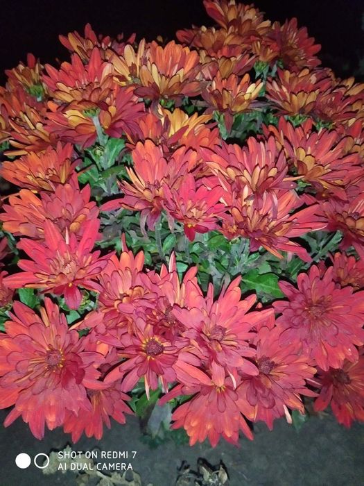 Шаровидні та корейські хризантеми.