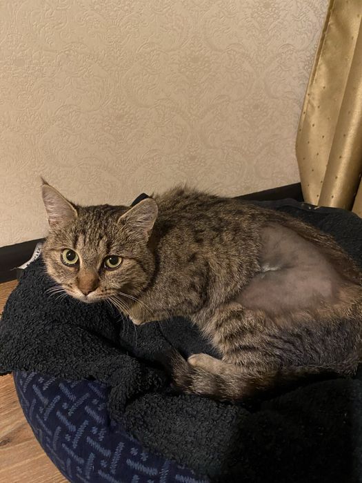 Василіска шукає родину