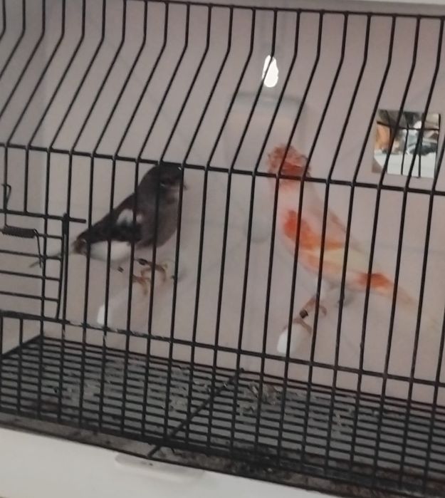 Canários arlequins português