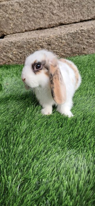 Coelho anão mini lop belier