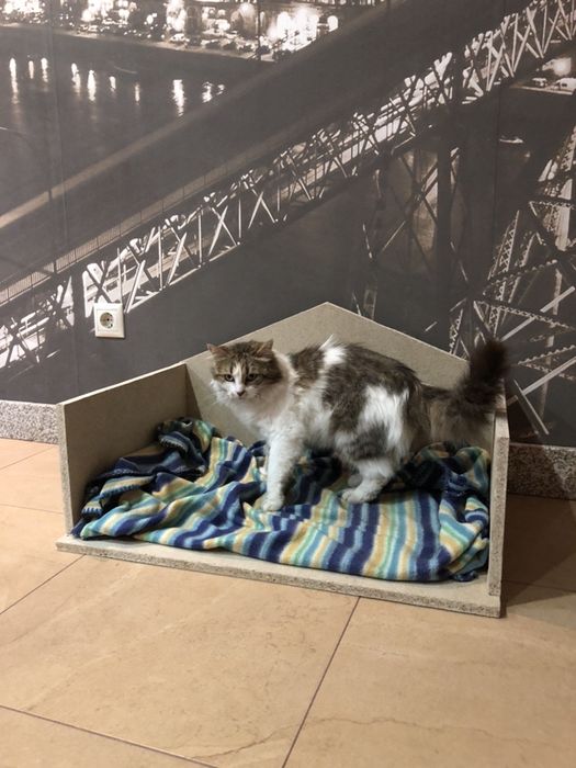 Cama para Caes e Gatos