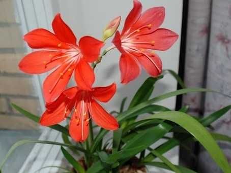 Комнатные цветы,цветок:Валлота,колеус,плектрантус,молочай.педилантус