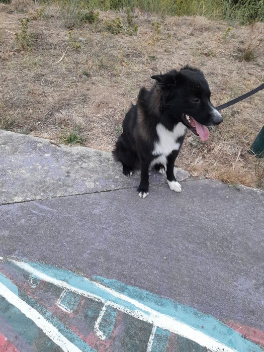 Border Collie, quase 2 anos