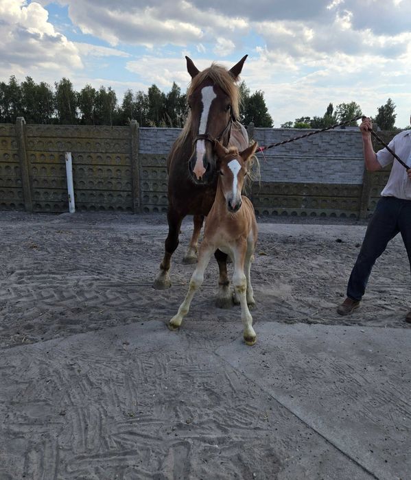 Klacz zimnokrwista z licencją ze źrebakiem