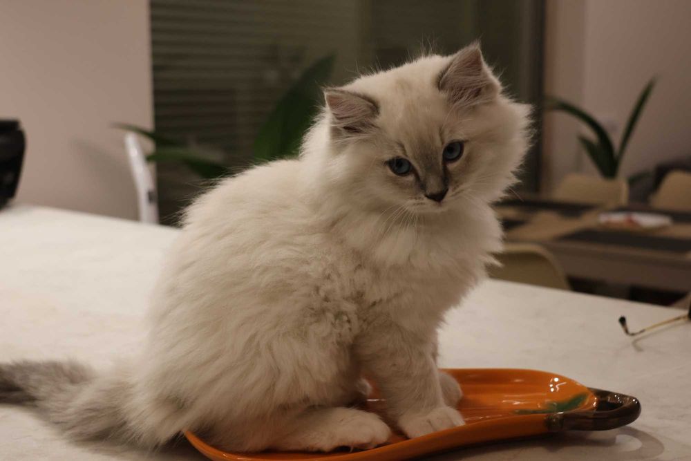 RAGDOLL ATLAS cudownie umaszczony kocurek