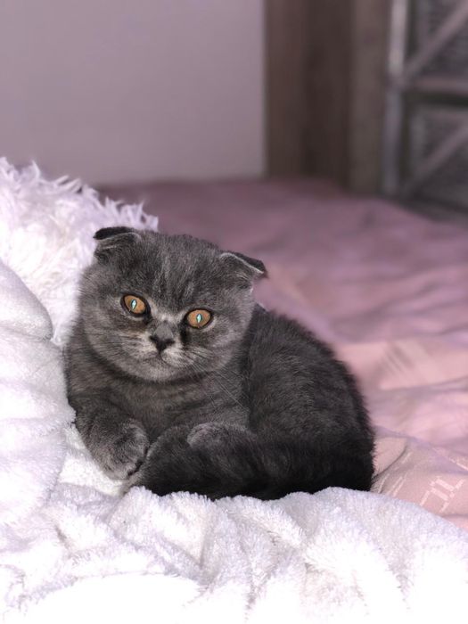 Шотландський висловухий котик