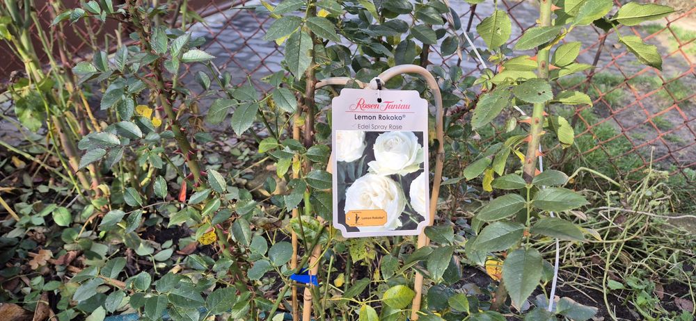 Róża Elder Rococo kremowo zielona