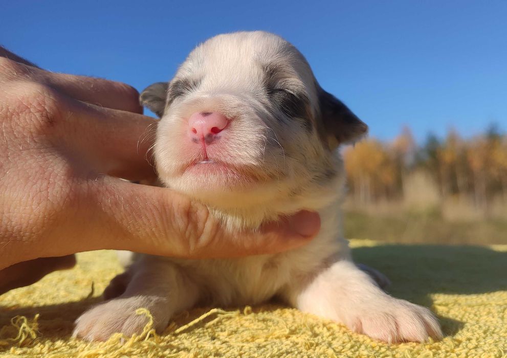 Piękny pies BORDER COLLIE z Hodowli - Rasowy z pełną dok.