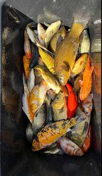 Narybek do zarybiania stawów wszelkie ryby +dekoracyjne  1-2zł szt