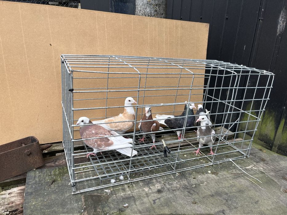 Golebie permskie wysokolotne