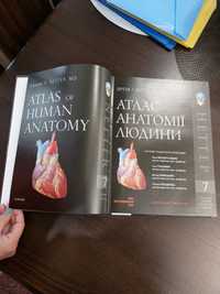 Атлас анатомії людини. Атлас Неттера.