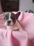 Buldog francuski blue