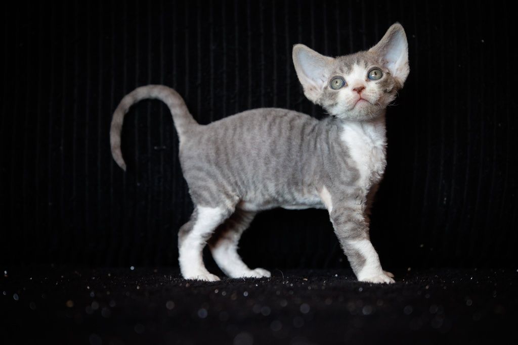 Devon Rex* chłopczyk* Erwin* niebieski bicolor pręgowany