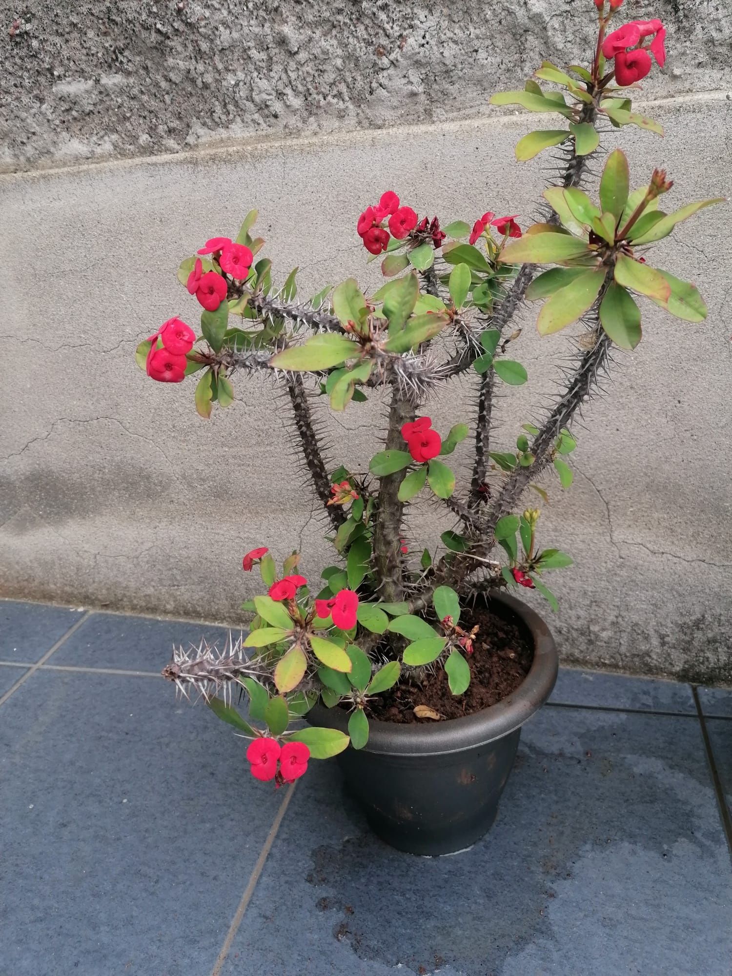 Planta mira mira e não me toques