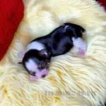 Wyjątkowa suczka Biewer Yorkshire Terrier - mama Blueberry