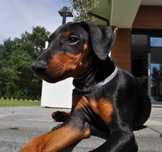 Manchester Terrier  ZKwP / FCI - piesek - gotowy do nowego domu