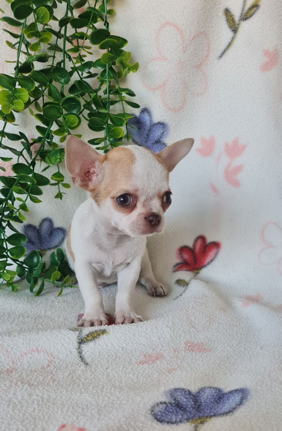 Estupendo mini mini Chihuahua/Chiuaua de Qualidade. Linhagem Russa