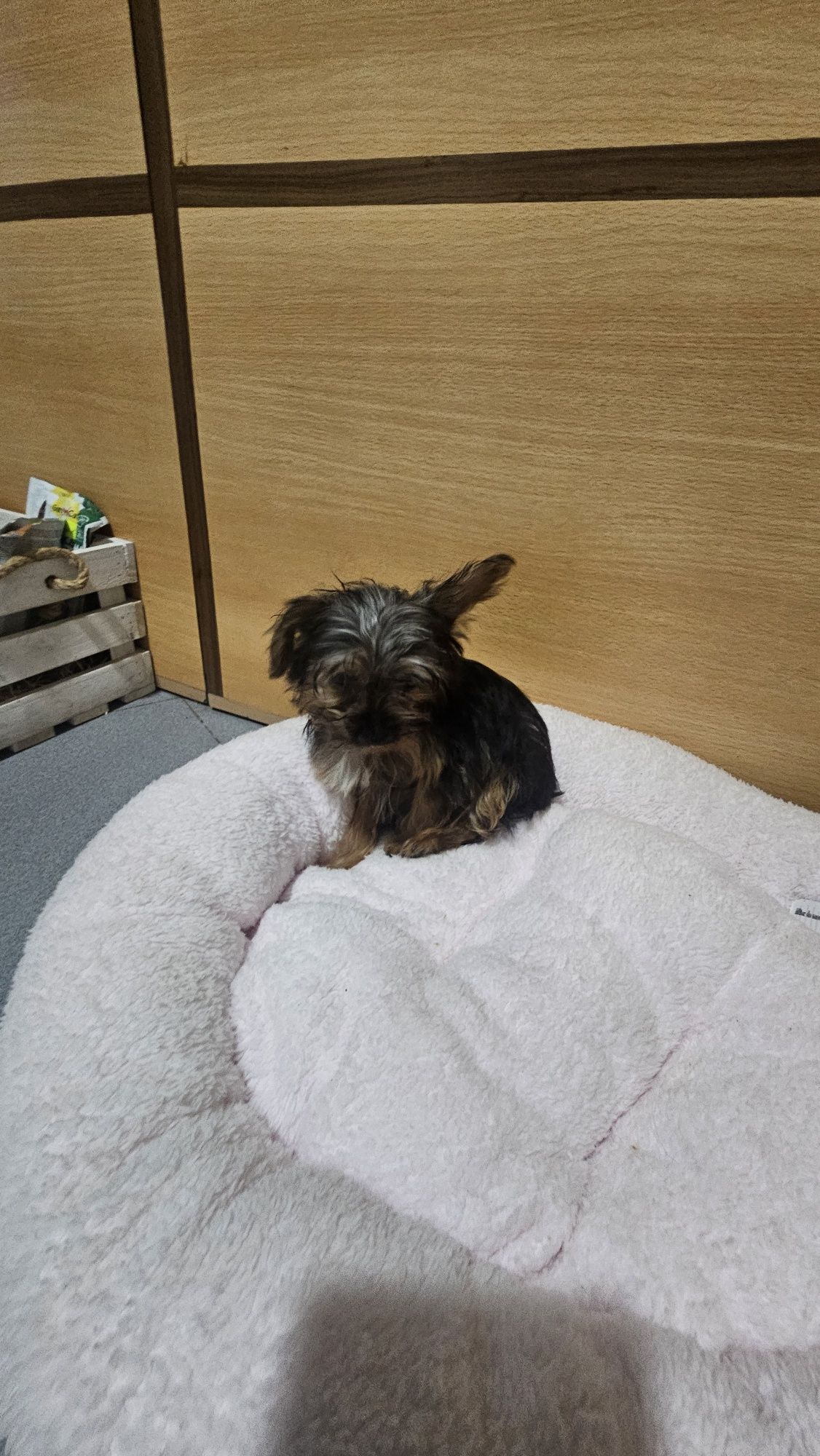 Yorkhire terrier Mini fêmea
