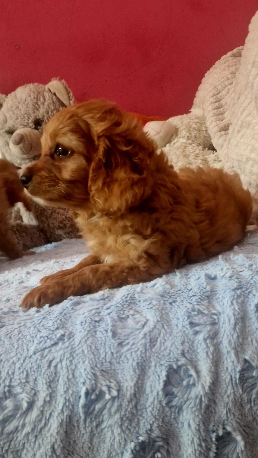 Cavapoo suczka cavalier pudel toy