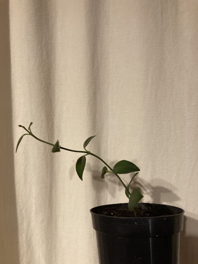 juka, dracena rośliny zielone, rośliny ozdobne