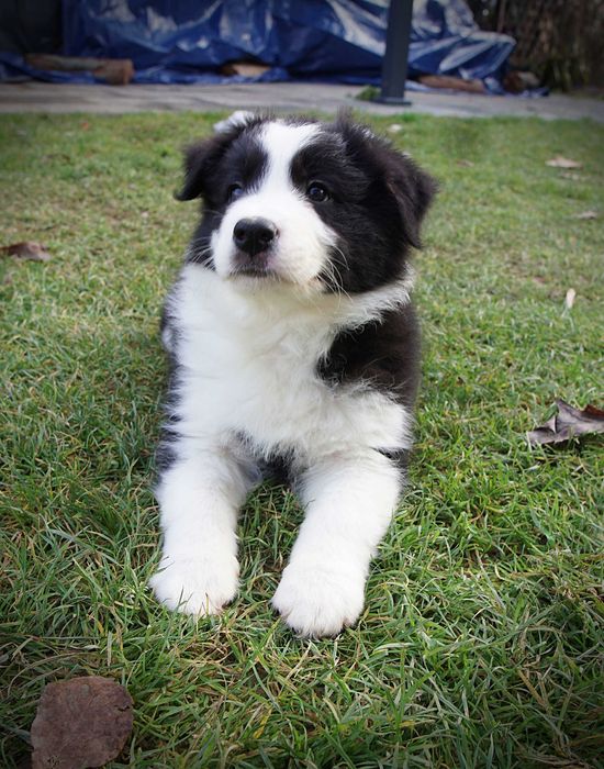Border collie piesek czarno biały gotowy do odbioru