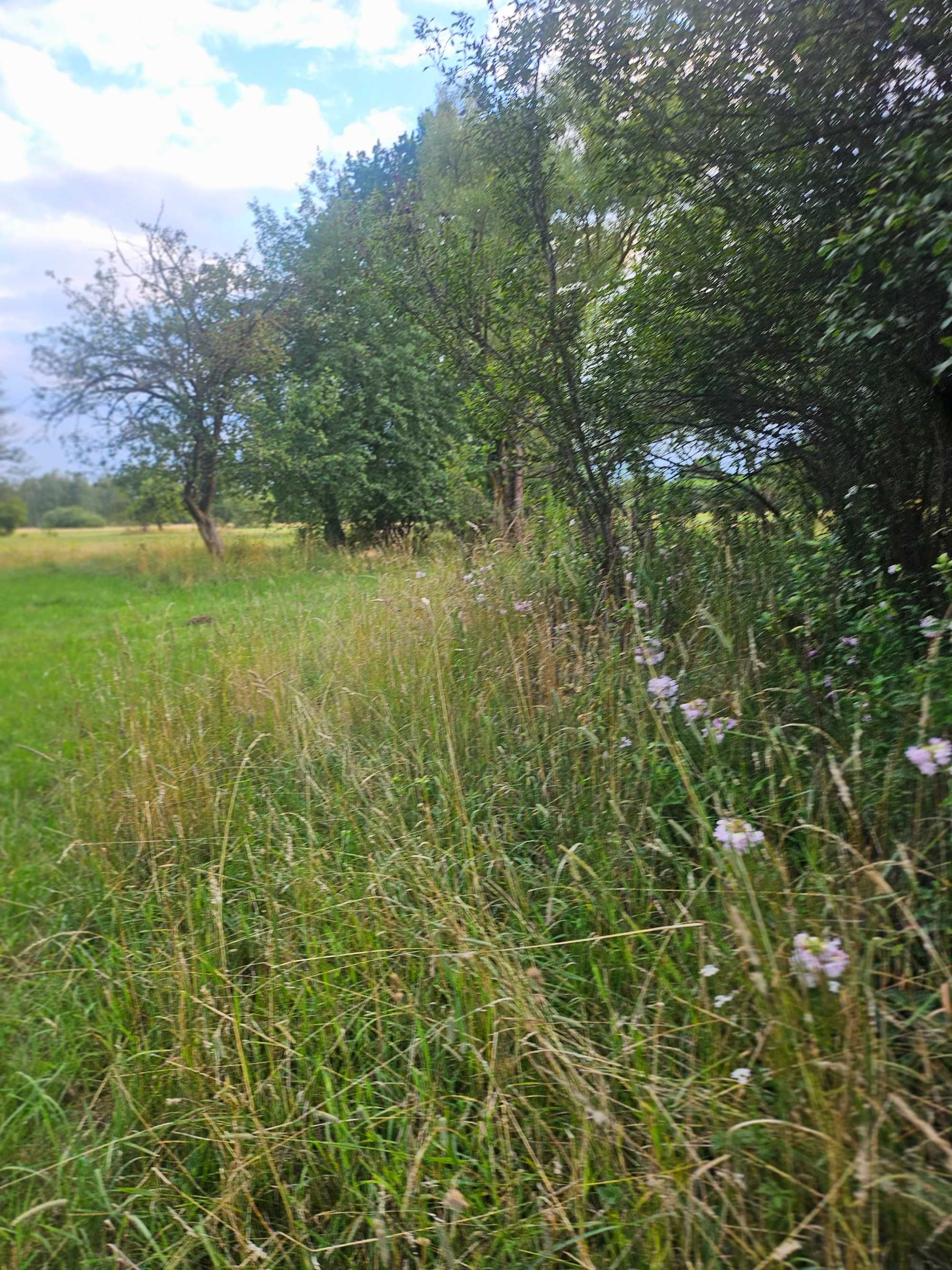 Siedlisko, Rolne, Brzozówka 36.600 m2 w otulinie Kampinosu