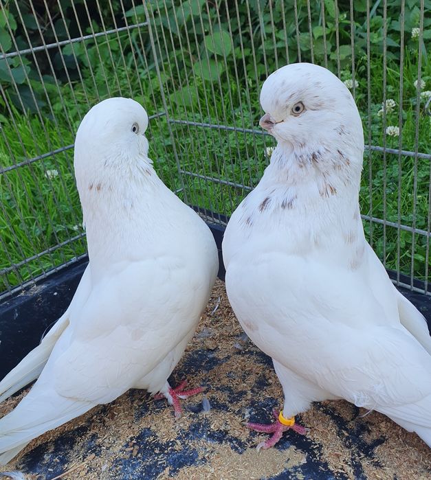 English long face angielski long faced angielski średniodzioby