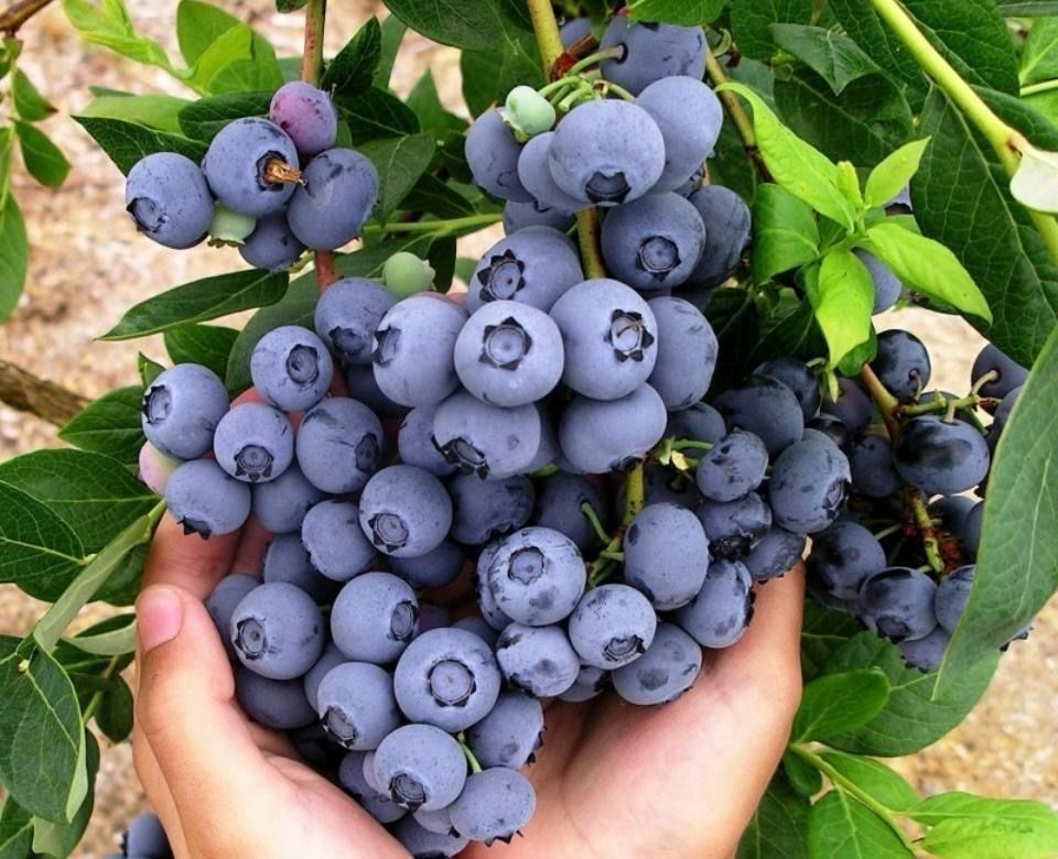 Delicioso Mirtilos