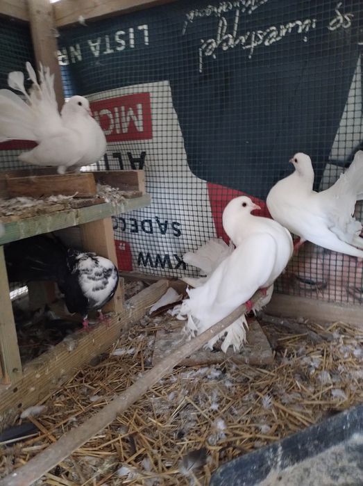 Gołębie pawiki dorosłe