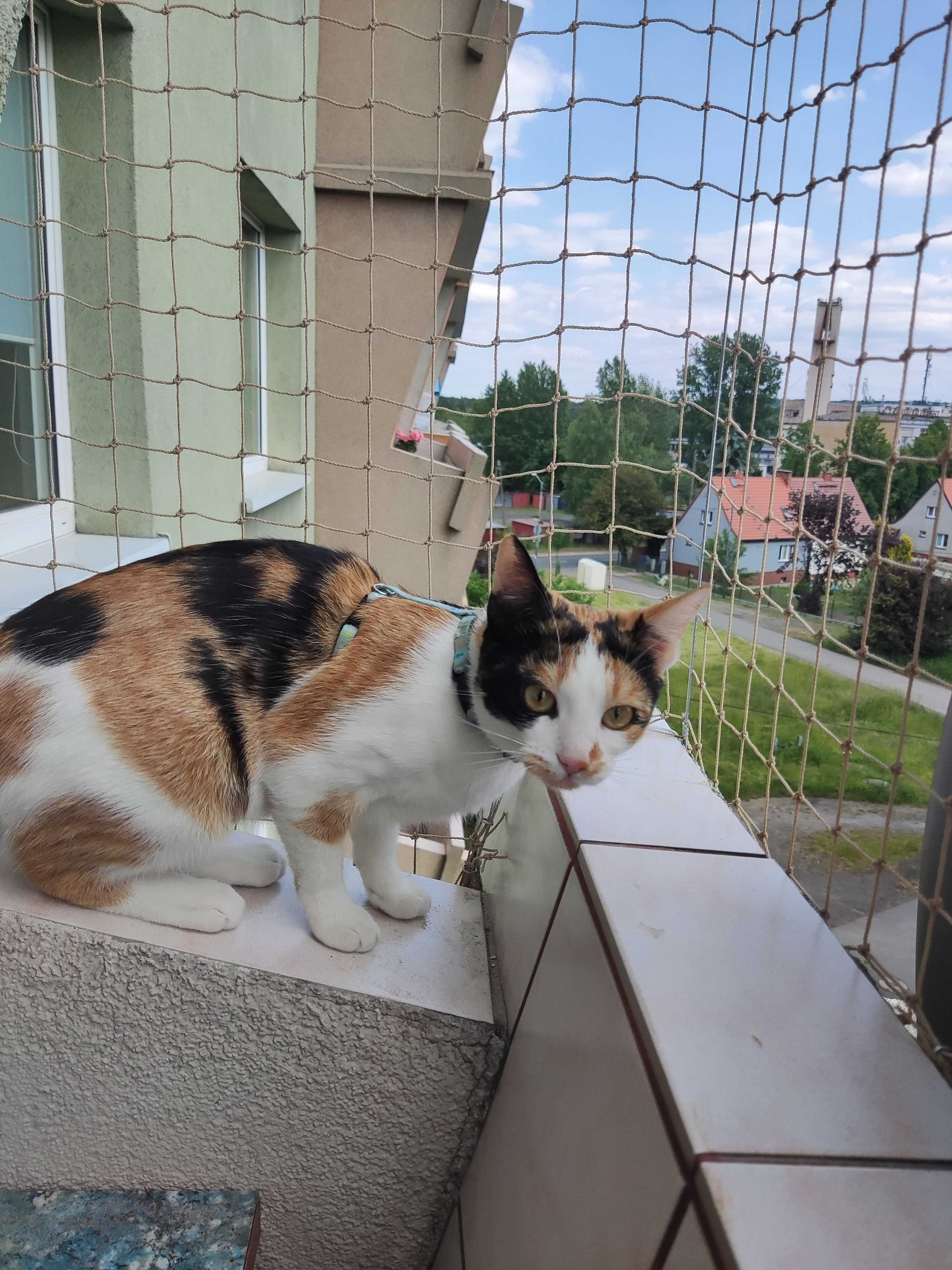 Siatka na balkon dla kota na gołębie o szer. 2,7x7m