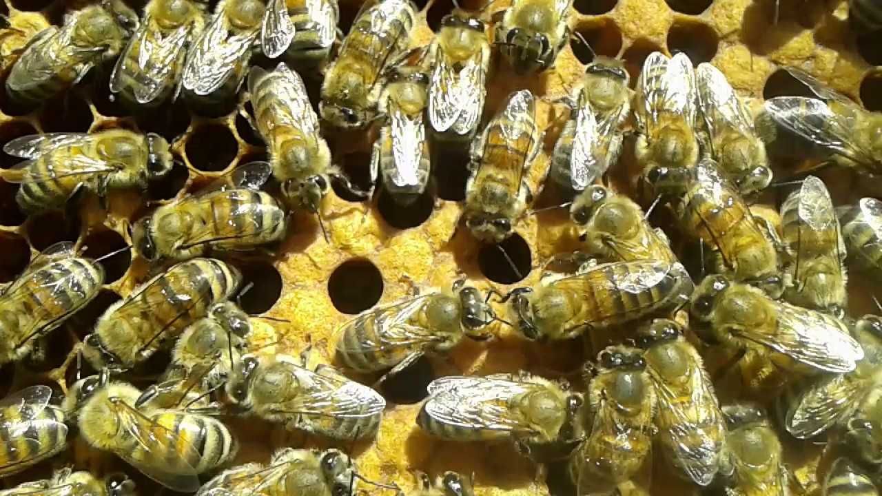 Бджолопакети, українська степова бджола