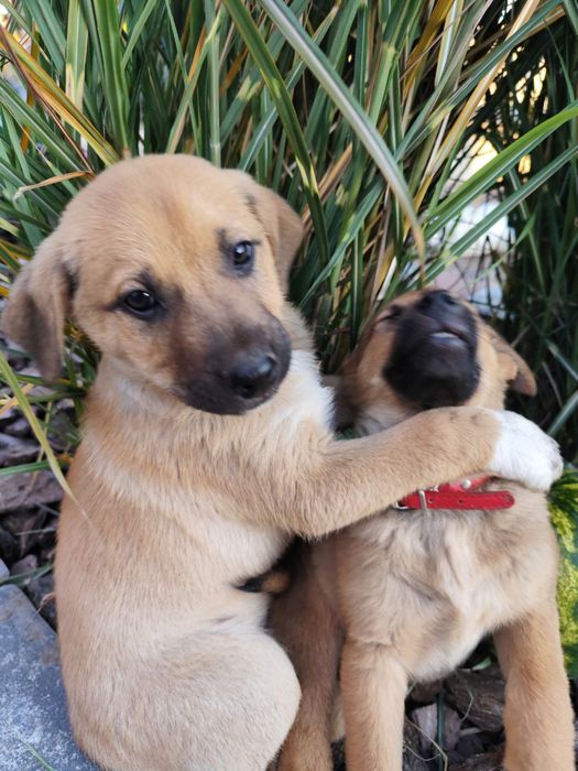 Срочно шукають нову домівку