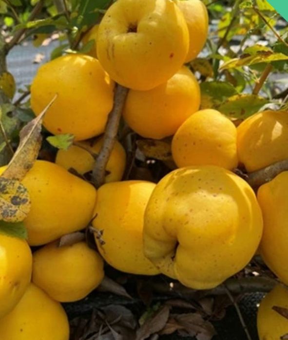 Pigwa+ dodatek owoców. twarda soczyste  piękny zapach