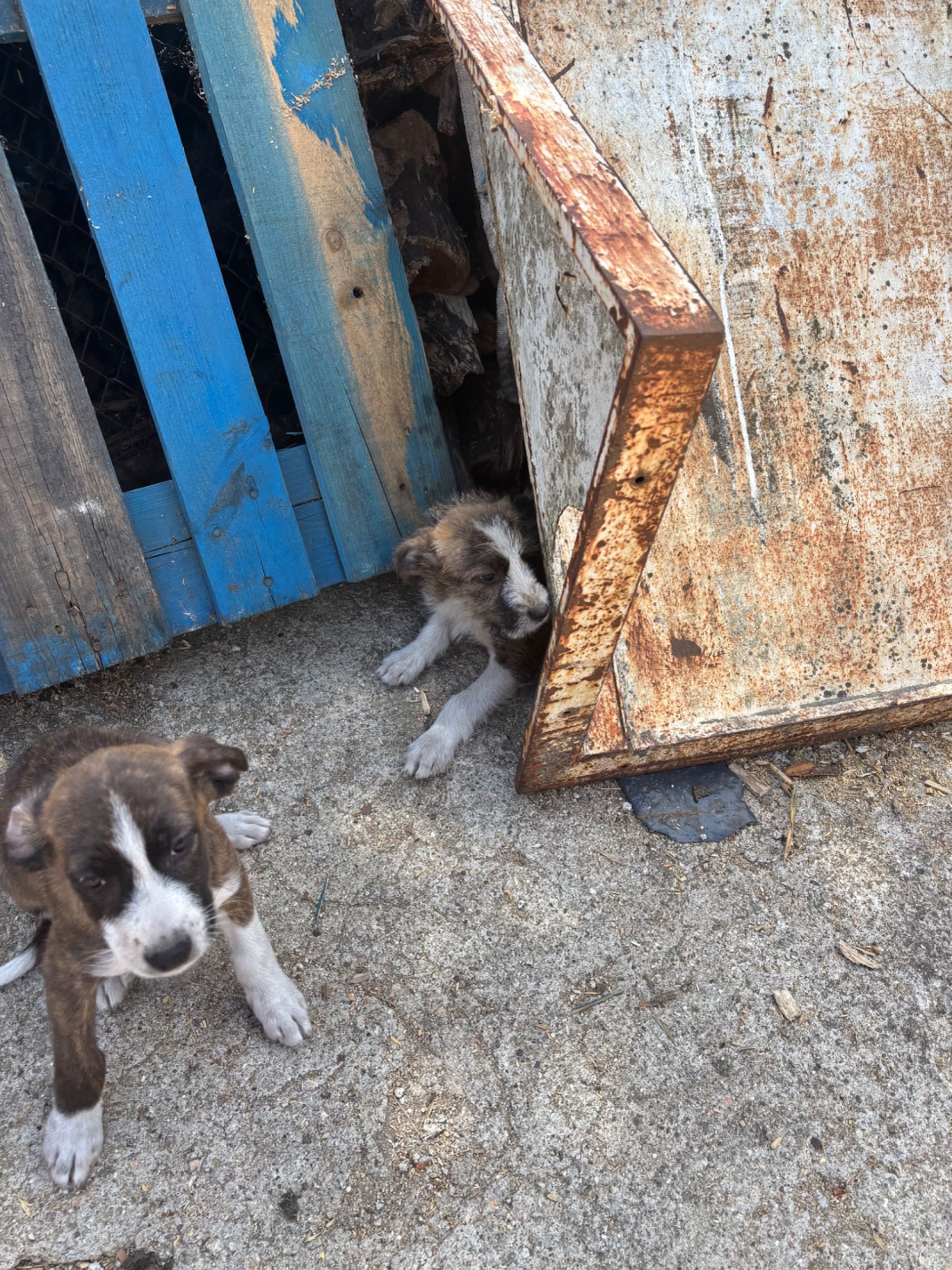 Caes para adopcao