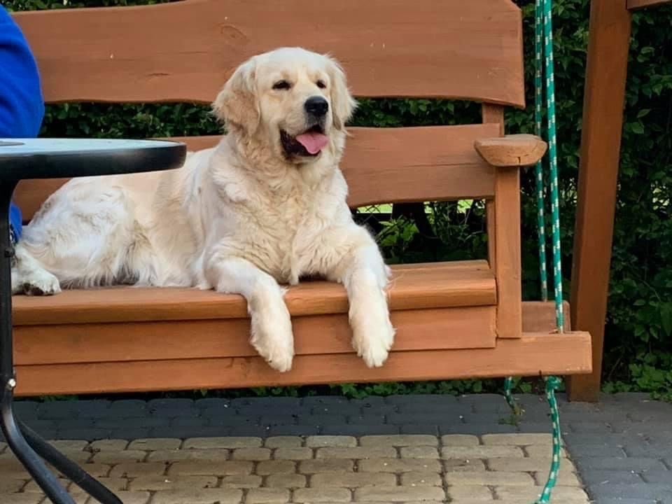 Golden retriever-szczenię
