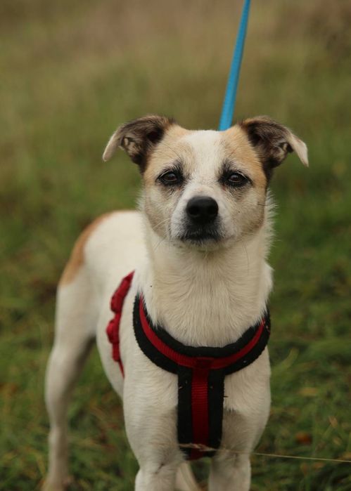 Отдам даром в добрые руки собачку метис небольшой породы