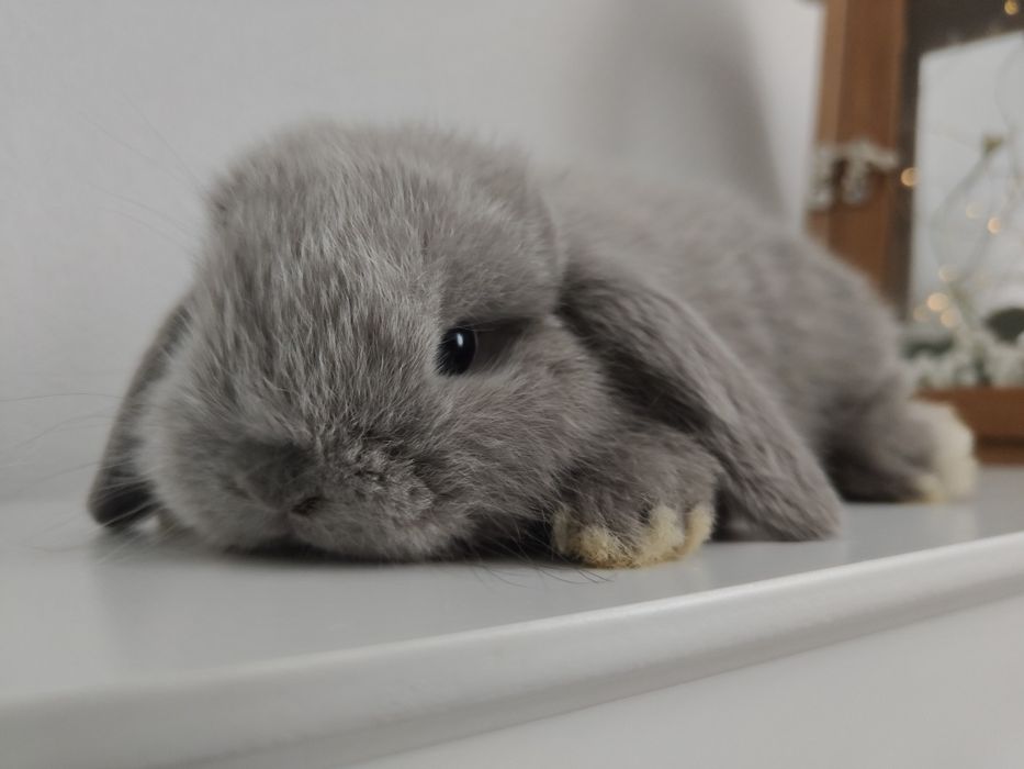 Mini Lop królik gotowe na zmianę domku