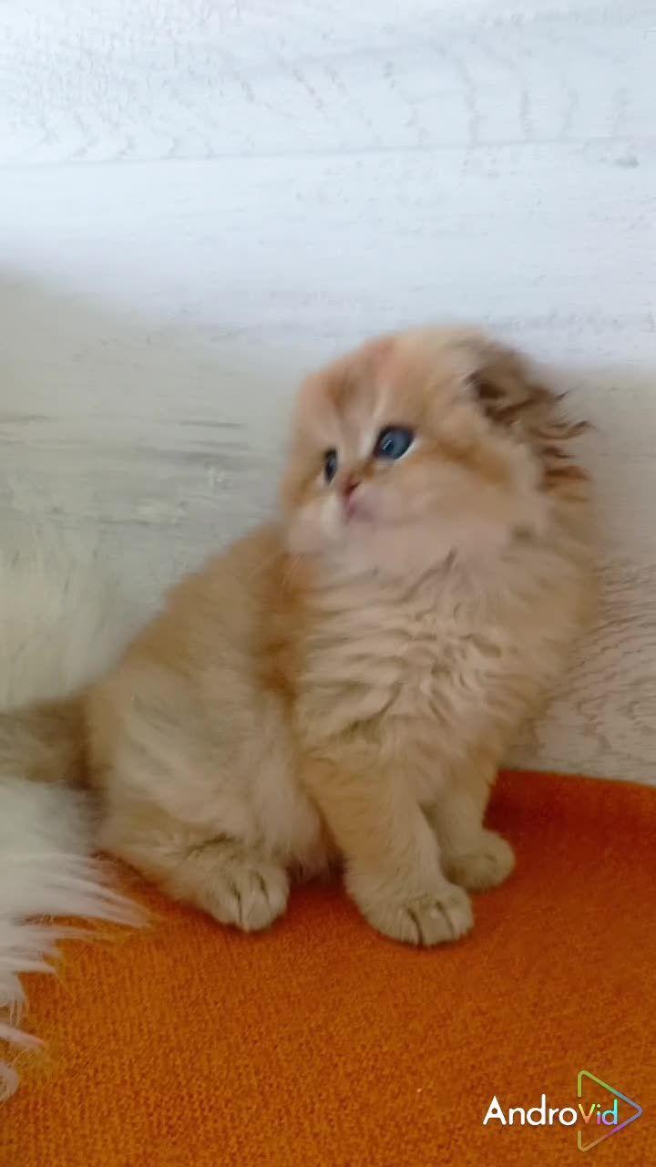 Красивенный котик золотая шиншилла. Шотландский вислоухий