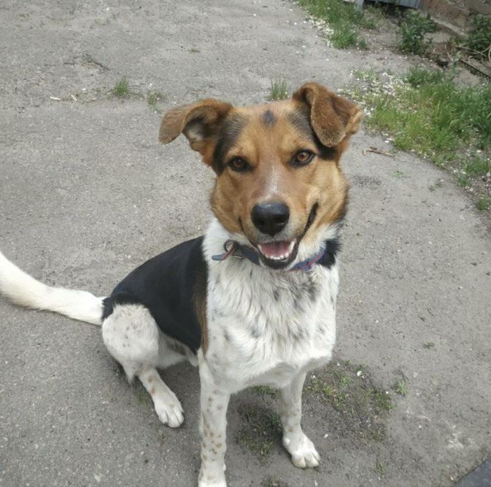 Собака метис домашная