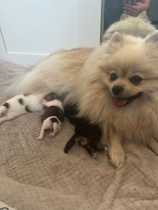 Szpic miniaturowy- pomeranian