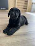 Suczka  Labrador Retiever FCI