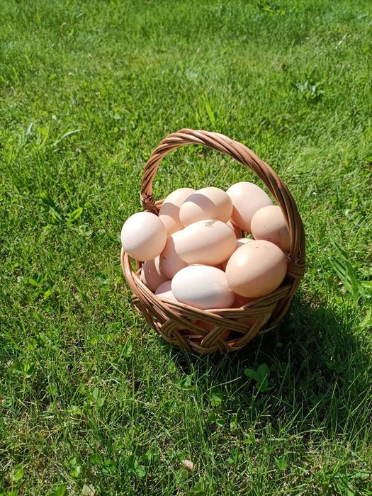 Jajka od kur z wolnego wybiegu