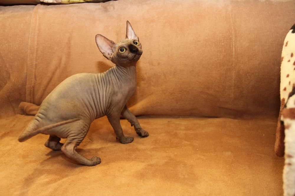 Весение малыши. Есть девочки и мальчики