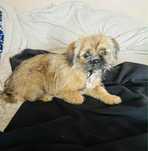 Oddam suczke w dobre rece shihtzu